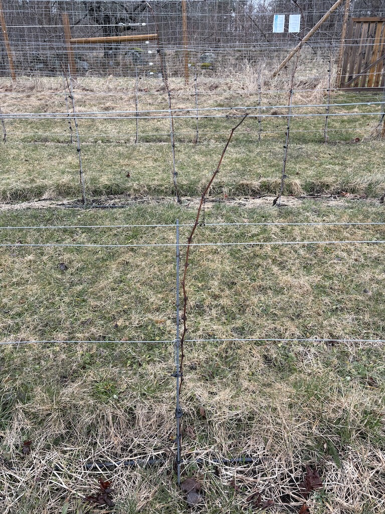Unga viner växer på Elfviks vingård